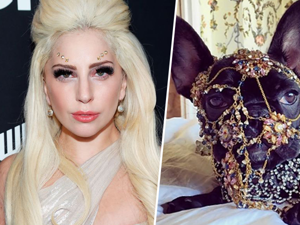 Dandani Hewan Peliharaan dengan Perhiasan Mahal, Lady Gaga Dikecam PETA